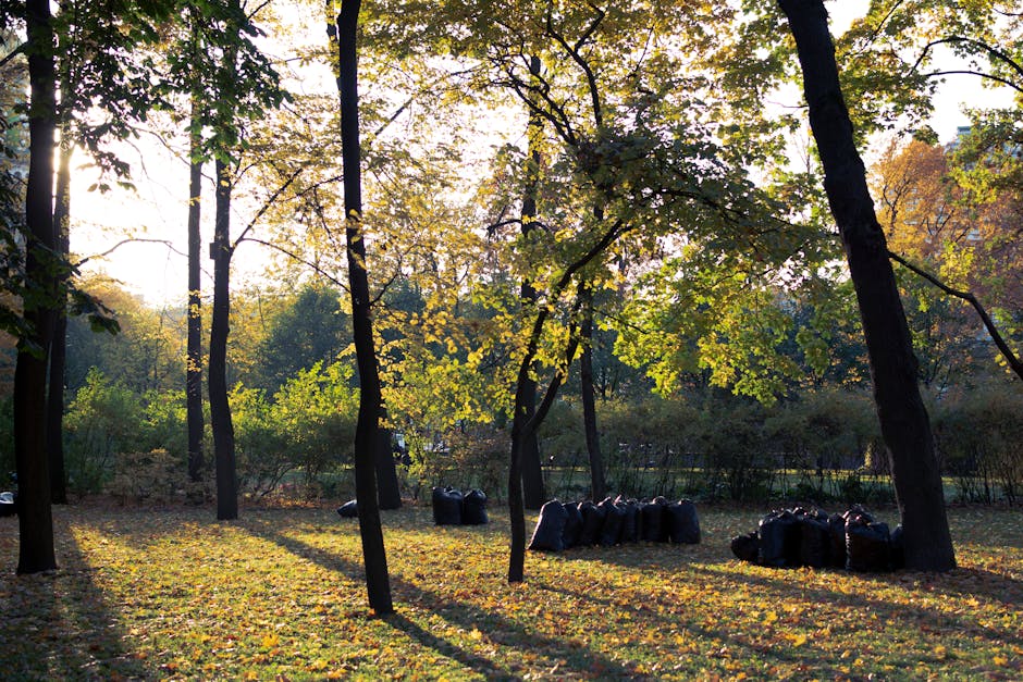 A park scene during late afternoon or early evening features several tall deciduous trees with dark brown trunks and branches, some leaning slightly, casting long shadows across the grassy ground covered with fallen yellow and brown leaves. In the background, dense shrubs and trees with green and autumnal foliage are visible. In the middle ground, numerous black rubbish bags filled with waste are neatly arranged in small clusters on the grass, indicating a recent or ongoing tidy-up or waste collection activity. The sunlight filters through the tree canopy, creating a warm, dappled light effect on the ground. This scene suggests an environmentally managed area with private waste removal services, such as those provided by Waste Removal Belsize Park, which often handle bulky or excess waste outside of regular council collections, supporting on-site clearance or private disposal efforts amidst a natural outdoor setting.